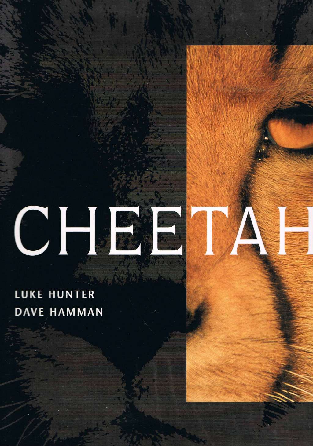 Cheetah